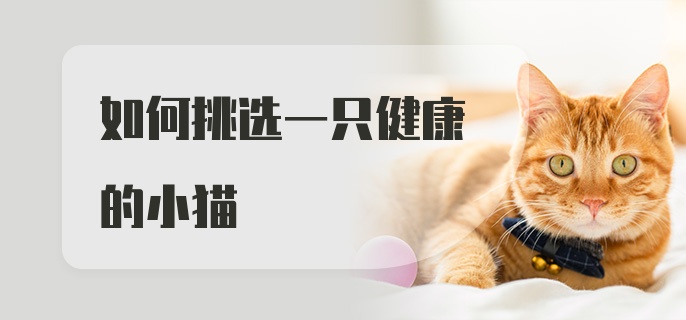 如何挑选一只健康的小猫