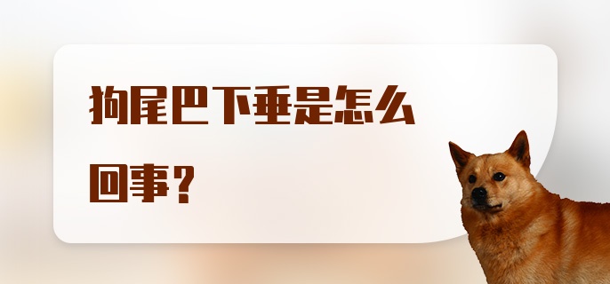 狗尾巴下垂是怎么回事？