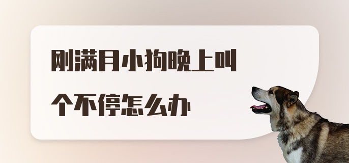 刚满月小狗晚上叫个不停怎么办