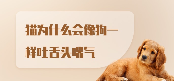 猫为什么会像狗一样吐舌头喘气