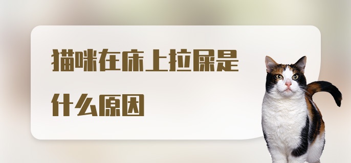 猫咪在床上拉屎是什么原因