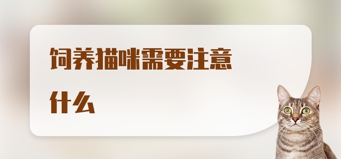 饲养猫咪需要注意什么