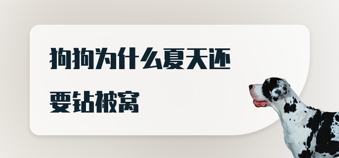 狗狗为什么夏天还要钻被窝