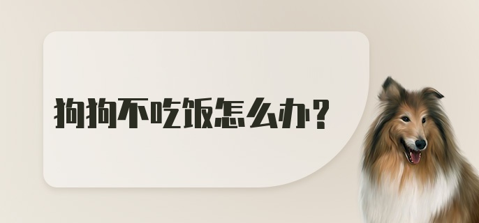 狗狗不吃饭怎么办？