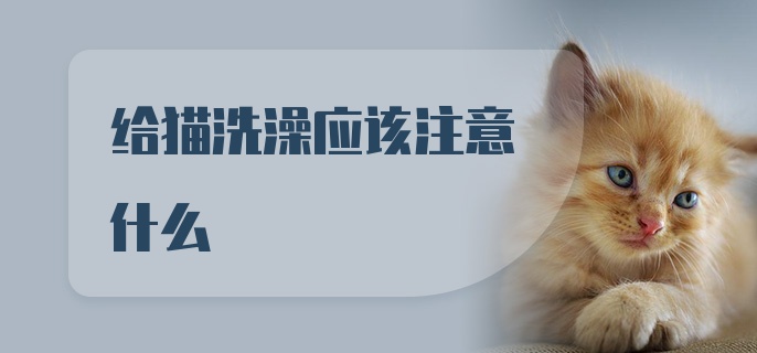 给猫洗澡应该注意什么