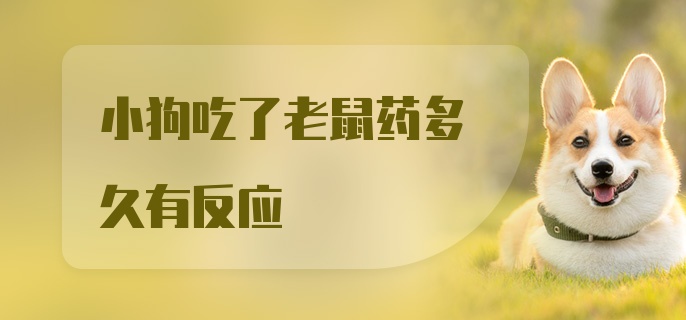 小狗吃了老鼠药多久有反应