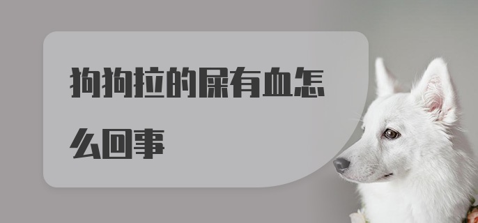 狗狗拉的屎有血怎么回事