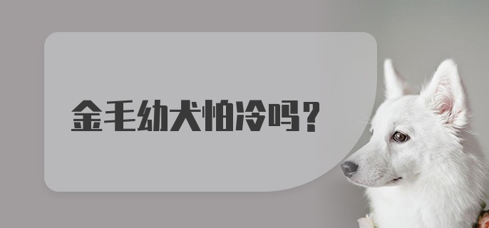 金毛幼犬怕冷吗?