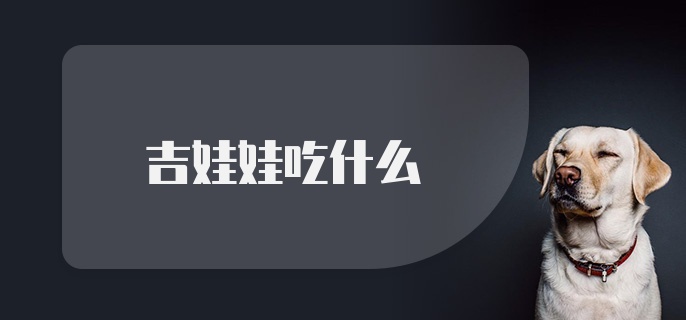 吉娃娃吃什么