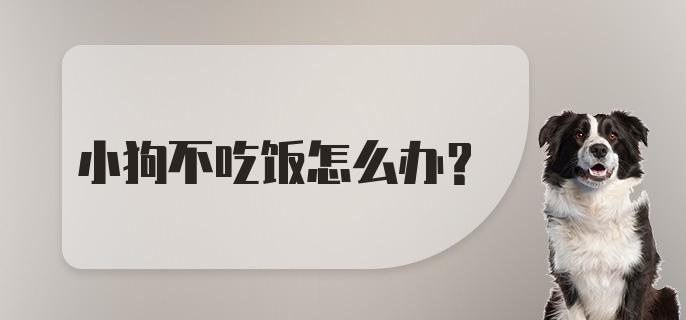 小狗不吃饭怎么办?