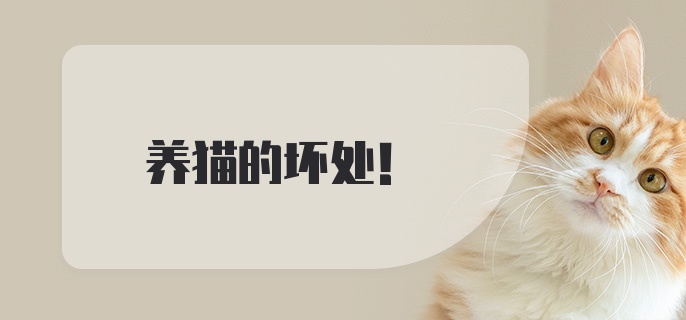 养猫的坏处！