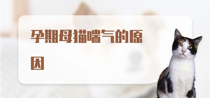 孕期母猫喘气的原因