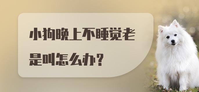 小狗晚上不睡觉老是叫怎么办？