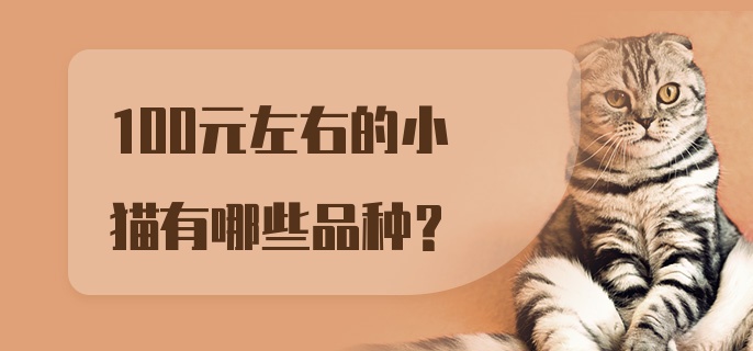 100元左右的小猫有哪些品种？