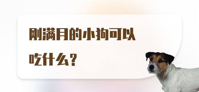 刚满月的小狗可以吃什么？