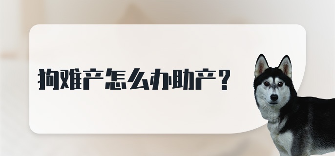 狗难产怎么办助产？