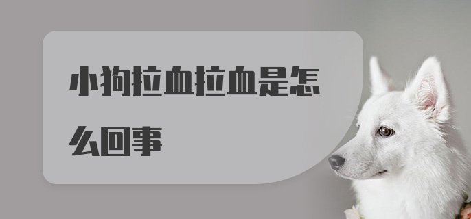 小狗拉血拉血是怎么回事