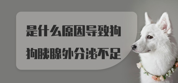 是什么原因导致狗狗胰腺外分泌不足