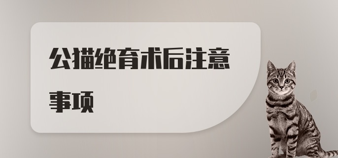 公猫绝育术后注意事项