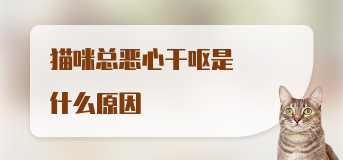 猫咪总恶心干呕是什么原因