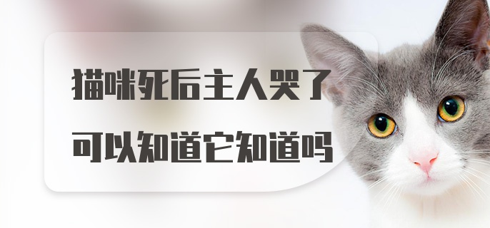 猫咪死后主人哭了可以知道它知道吗