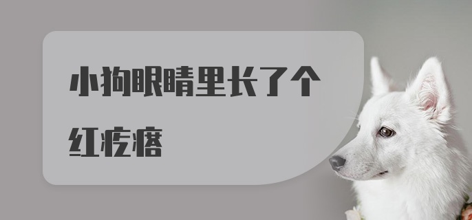 小狗眼睛里长了个红疙瘩