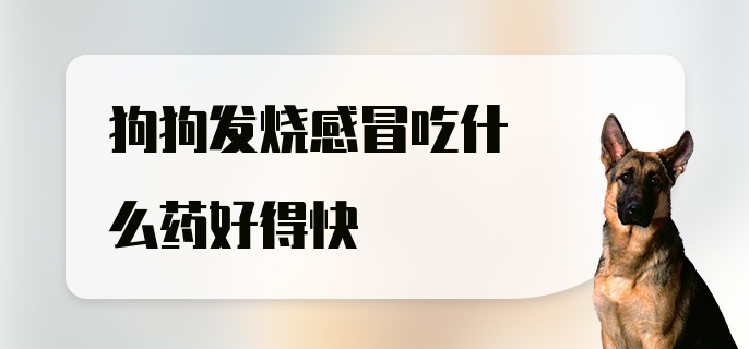 狗狗发烧感冒吃什么药好得快