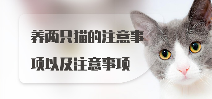 养两只猫的注意事项以及注意事项