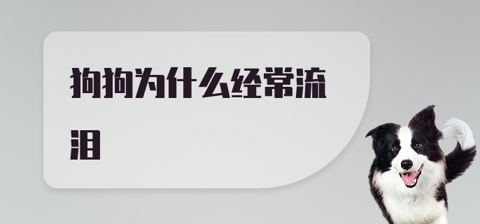 狗狗为什么经常流泪