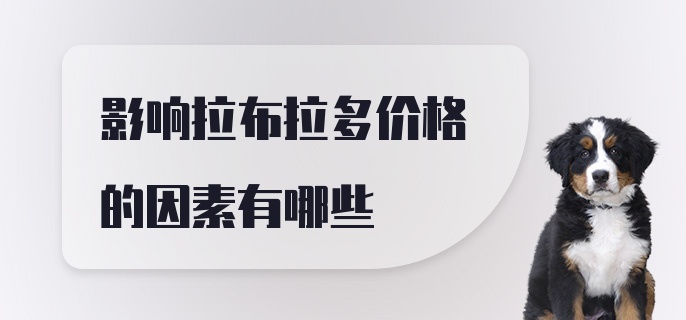 影响拉布拉多价格的因素有哪些