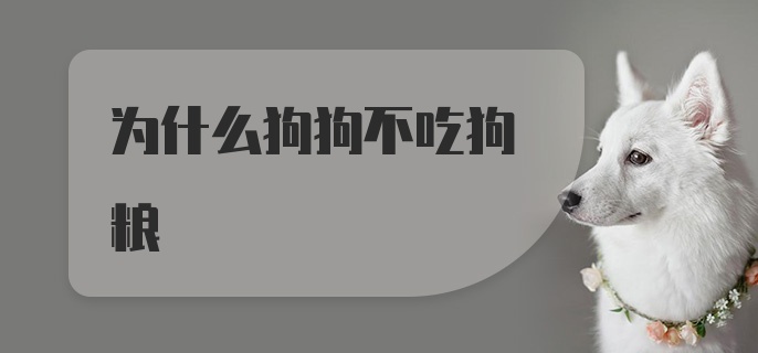 为什么狗狗不吃狗粮