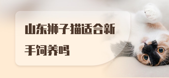 山东狮子猫适合新手饲养吗