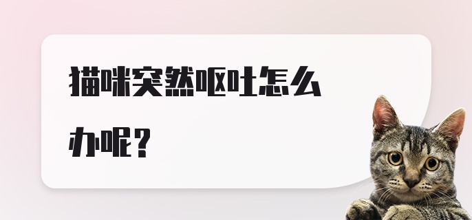 猫咪突然呕吐怎么办呢？