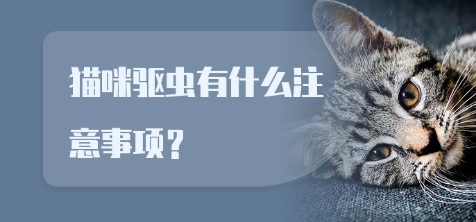 猫咪驱虫有什么注意事项？