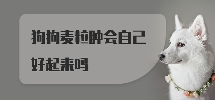 狗狗麦粒肿会自己好起来吗