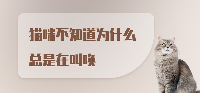 猫咪不知道为什么总是在叫唤