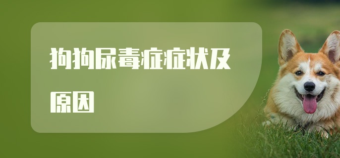 狗狗尿毒症症状及原因