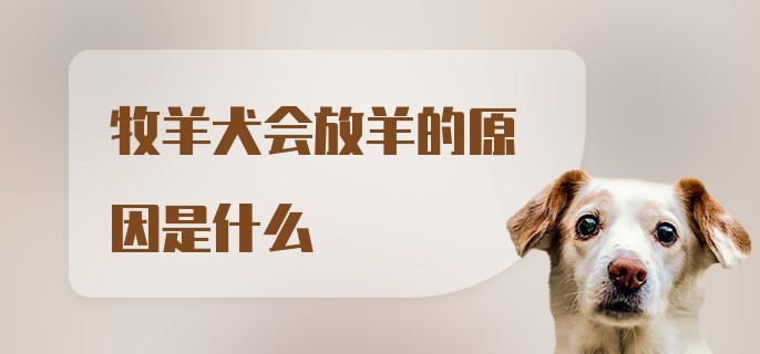 牧羊犬会放羊的原因是什么