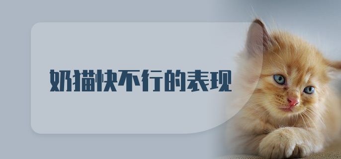 奶猫快不行的表现