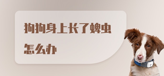 狗狗身上长了蜱虫怎么办