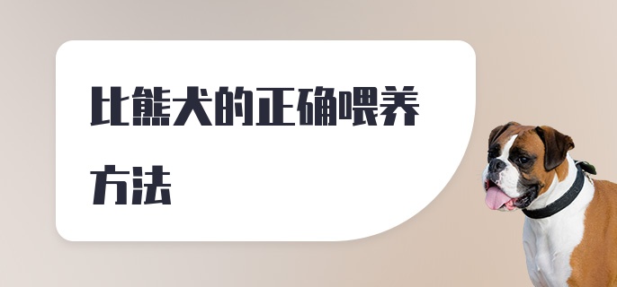 比熊犬的正确喂养方法