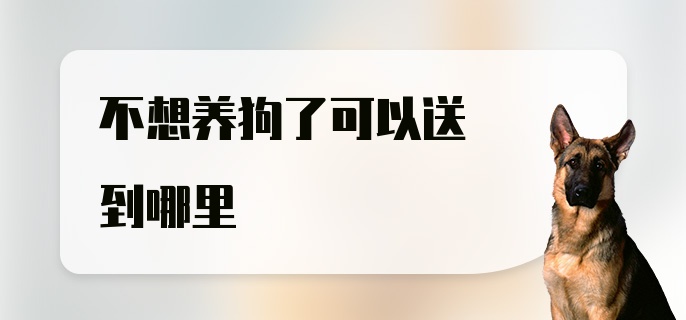 不想养狗了可以送到哪里