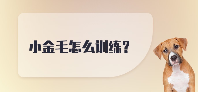 小金毛怎么训练?