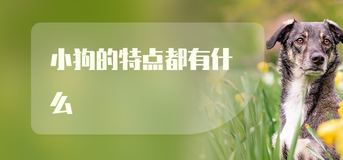 小狗的特点都有什么