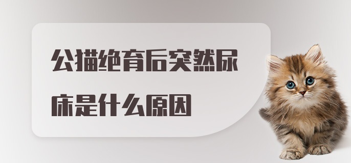 公猫绝育后突然尿床是什么原因