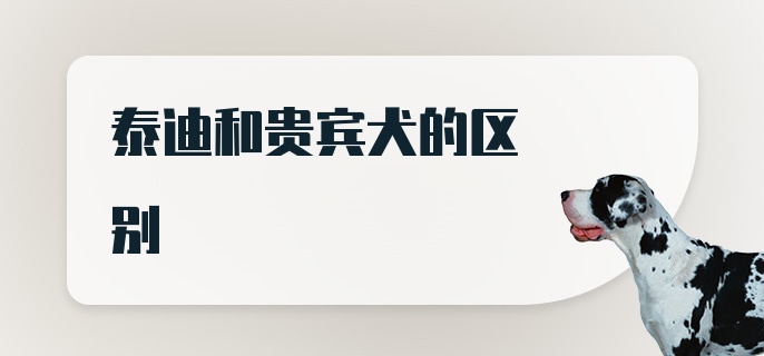 泰迪和贵宾犬的区别