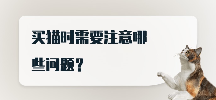 买猫时需要注意哪些问题？