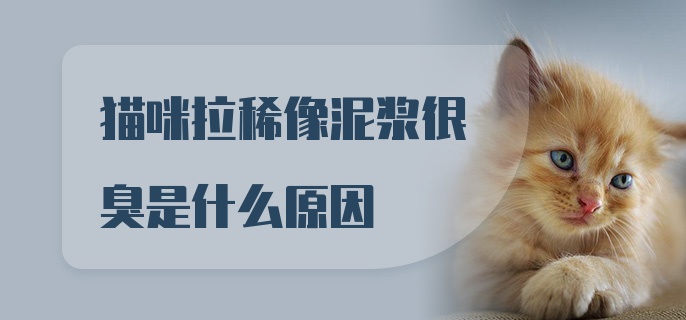 猫咪拉稀像泥浆很臭是什么原因