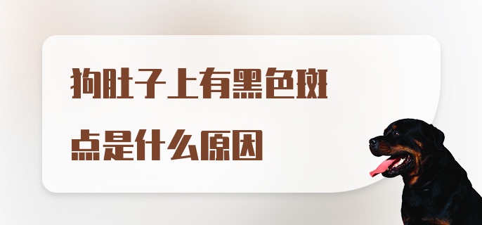 狗肚子上有黑色斑点是什么原因