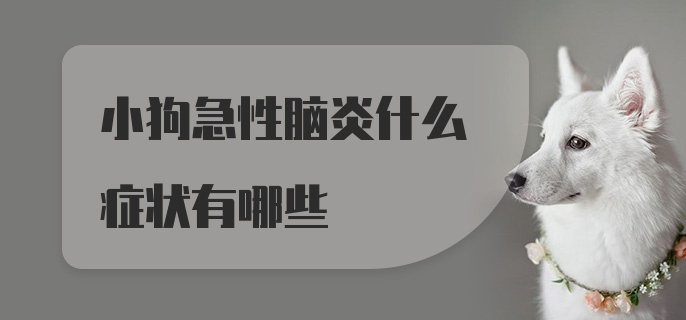 小狗急性脑炎什么症状有哪些